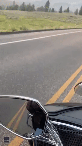 Slow-Moving Bison Strolls Past Motorcyclist at Yellowstone National Park