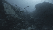 nuskin ocean turtle nuskin nu skin GIF