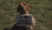 kissing music video GIF by DNCE