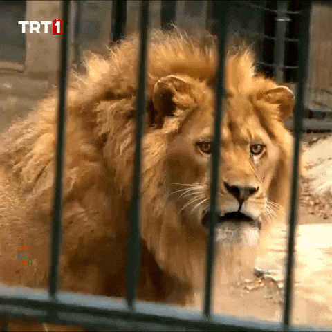 Look Sert GIF by TRT