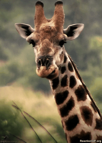 bored GIF