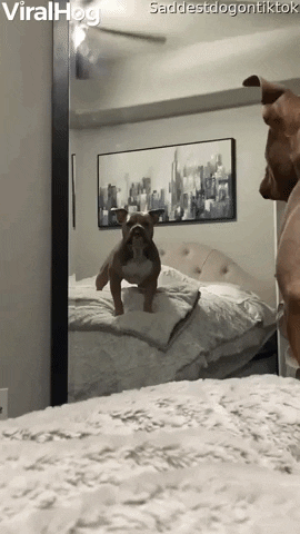 Pup Gets Protective Around Mirror GIF by ViralHog
