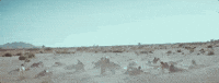 pink pink p!nk what about us GIF