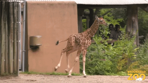 Happy Baby GIF by Brookfield Zoo
