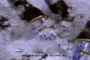 bud light beer GIF