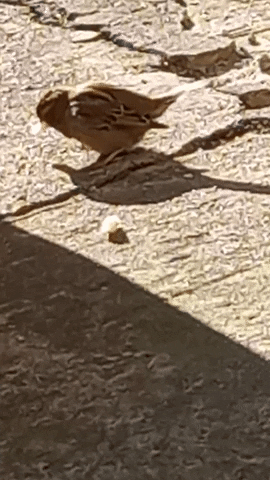 Simongip giphyupload GIF