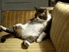 reaction GIF