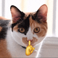 Cute Cat GIF
