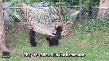 Rowdy Bear Cubs Play On Hammock