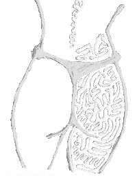 Salt Shaker Dance Sticker