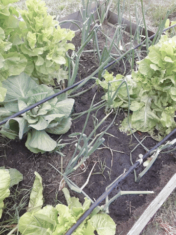 gretelbeatriz giphygifmaker GIF