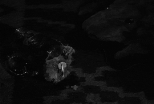 Akira Kurosawa GIF by Maudit