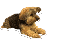 ChicSketch girl fashion new post swipe up Sticker