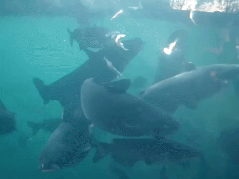 Education Swimming GIF by DIIMSA Stock