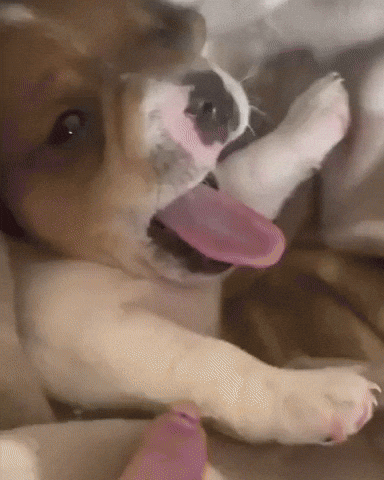 Tired Puppy GIF by Respective