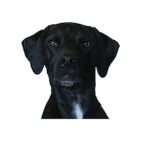 Marching Band Dog Sticker by Seavine
