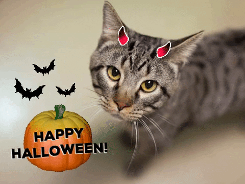 Cat Halloween GIF by Nebraska Humane Society