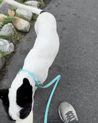 Puppy Rescue GIF by Lucky Dog Refuge