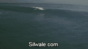GIF by Silwale