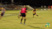 Tfa Cq GIF by Touch Football Australia