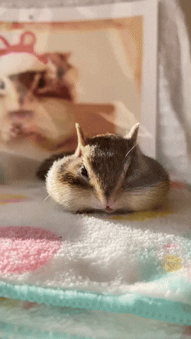 cuteanimalland giphyupload GIF