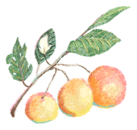 chaxlai_illustration nature spring autumn plant Sticker