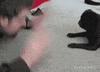 pug GIF