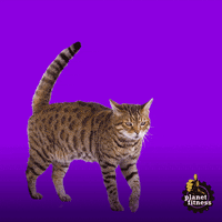 GIF by Planet Fitness