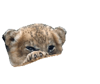 lion hug Sticker by BBC America