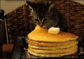 Cat Eating GIF