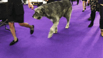 dog show GIF by Westminster Kennel Club