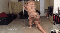 T Rex Dinosaur GIF