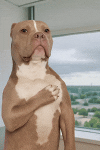 GIPHY