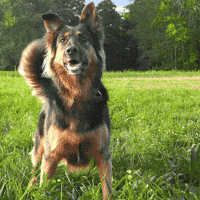 Happy Dog Food GIF by Diamond Pet Foods Happy Dog Food GIF by Diamond Pet Foods