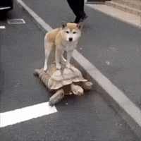 Dogs Think GIF Dogs Think GIF