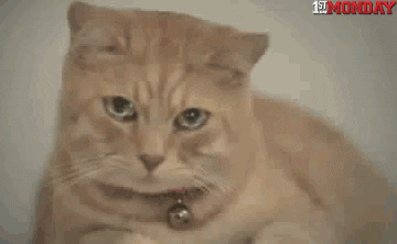 GIF by FirstAndMonday