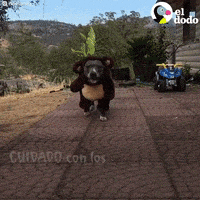 Dog Halloween GIF by El Dodo