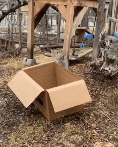 BoxCat gif