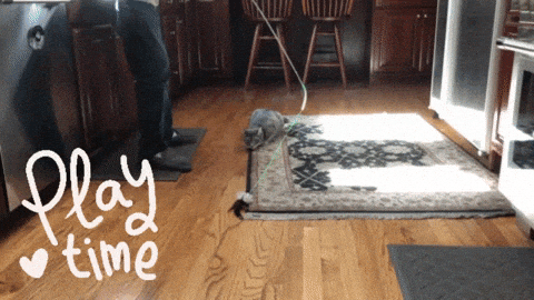 CatPlay gif