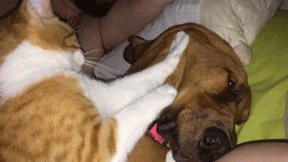 Cat-dog gif