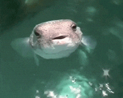 Playful gif