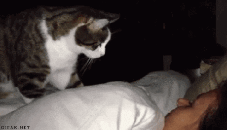 Morning gif