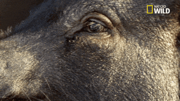 Nat Geo Wild Pet GIF by The Incredible Dr. Pol