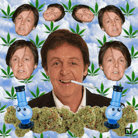 paul mccartney weed GIF by gifnews