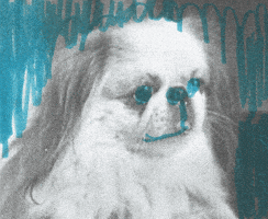 Surprised Sound And Vision GIF by Beeld en Geluid