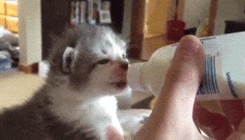 cat GIF