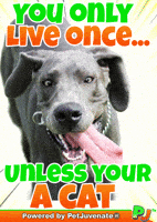 Yolo Lets Do This Cute Gif Bucket List Pj Petjuvenate GIF by PetJuvenate - PJ