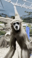 Ape Swinging GIF by Valley Zoo Development Society