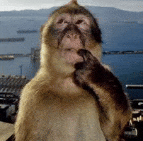 Monkey Thinking GIF