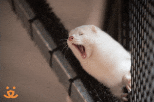Ferret Yes GIF by Best Friends Animal Society